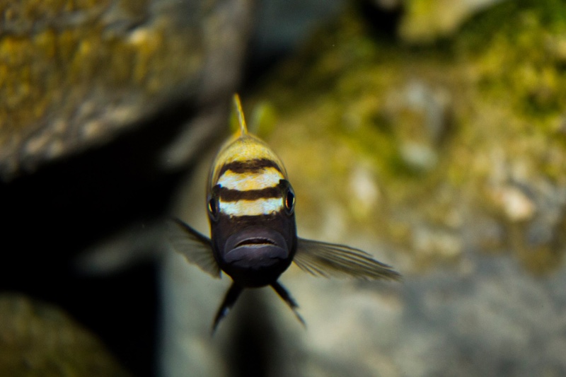 Maylandia sp. 'zebra gold' Kawanga